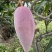 辣椒芒