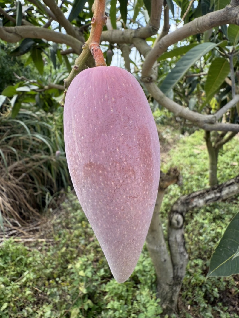 辣椒芒