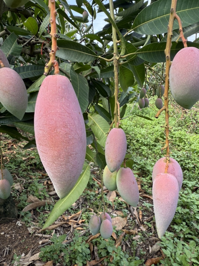 辣椒芒