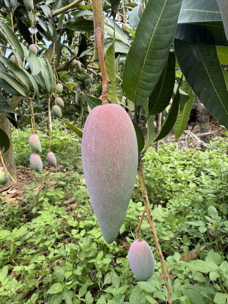 辣椒芒