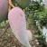 辣椒芒
