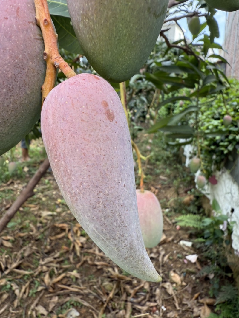 辣椒芒
