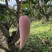 辣椒芒