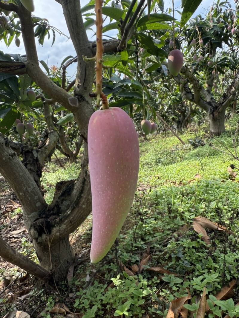 辣椒芒