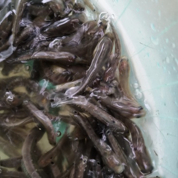 水产优质鱼苗，七星鱼苗，花星鱼苗，耐高温，耐寒冷。