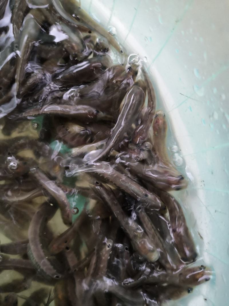 水产优质鱼苗，七星鱼苗，花星鱼苗，耐高温，耐寒冷。