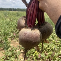 红甜菜，甜菜根，大量供应，常年有货