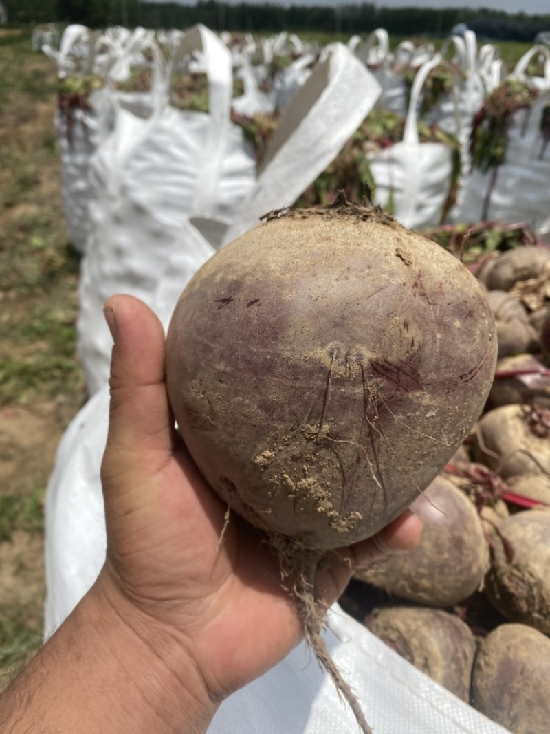 红甜菜，甜菜根，大量供应，常年有货