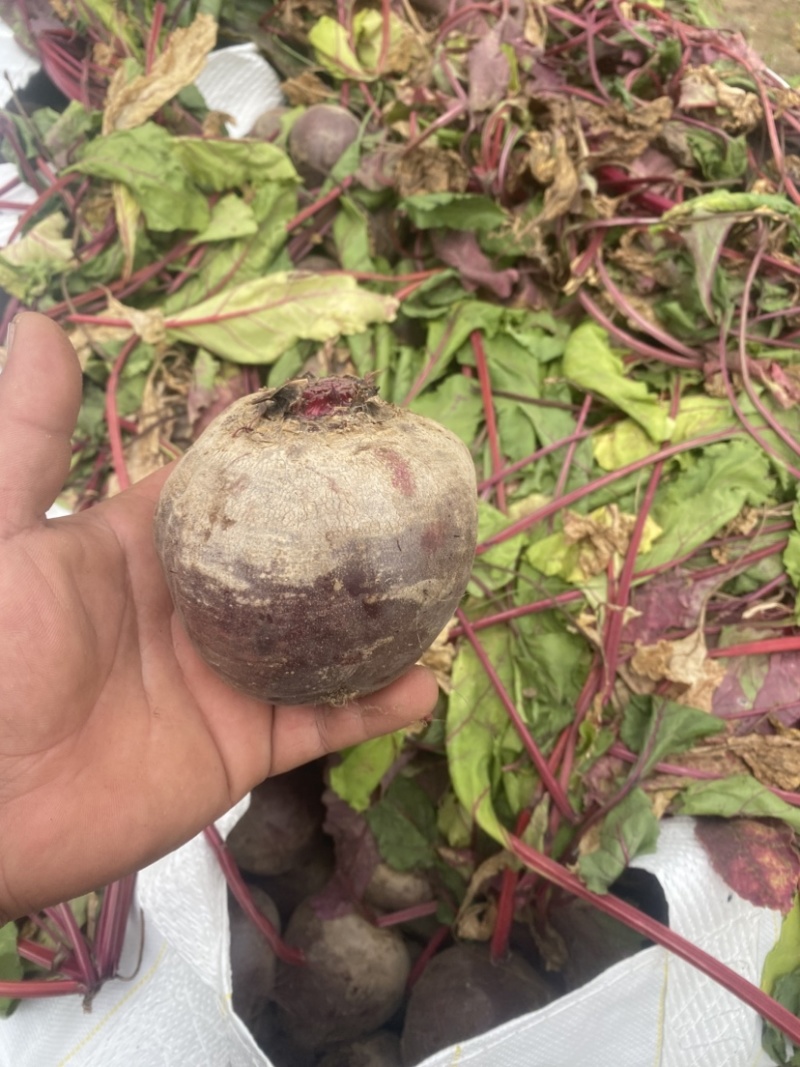 红甜菜，甜菜根，大量供应，常年有货