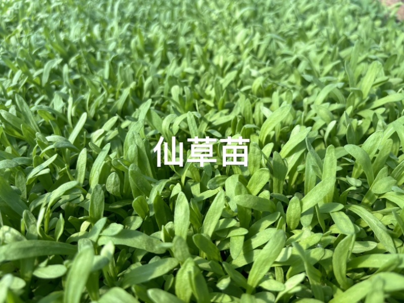 小仙草苗，清爽可口。酒店，餐厅，饭店等凉菜专用，全国发货