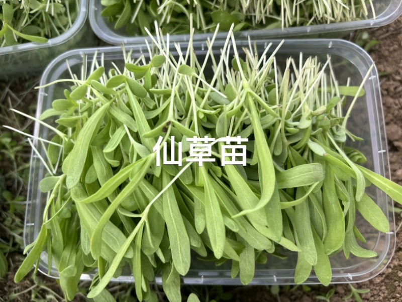 小仙草苗，清爽可口。酒店，餐厅，饭店等凉菜专用，全国发货