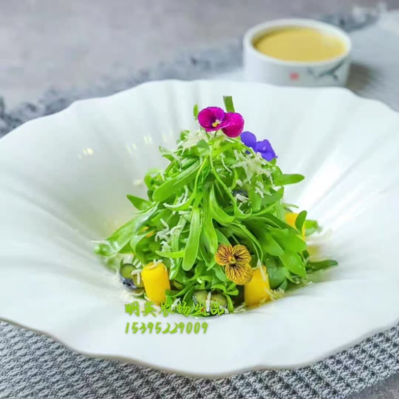 小仙草苗，清爽可口。酒店，餐厅，饭店等凉菜专用，全国发货