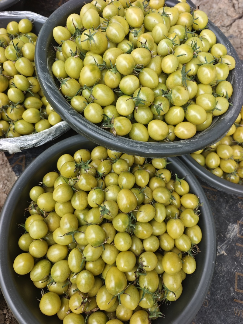 小番茄青甜口感好品质高产地供货