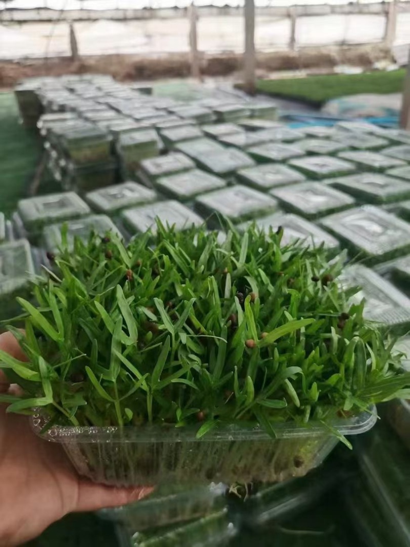 精品水培芽苗菜，精品空心菜苗芽苗菜