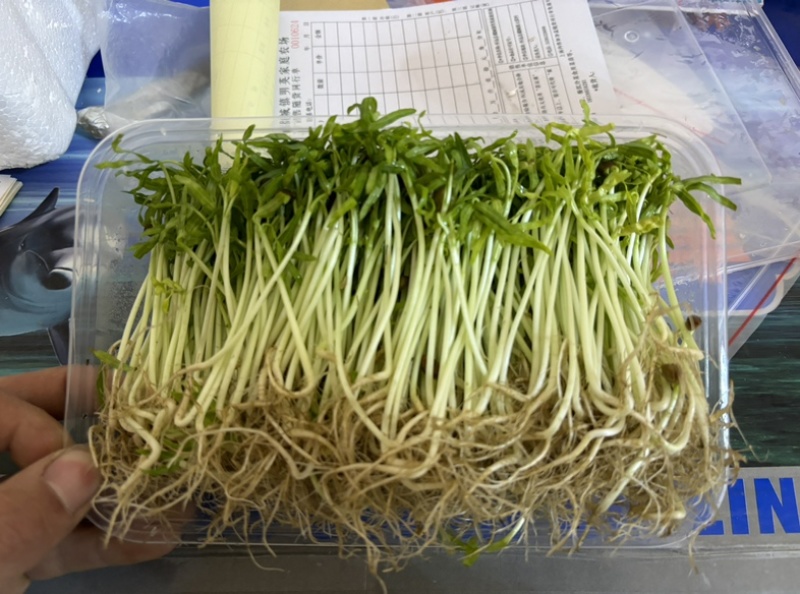 精品水培芽苗菜，精品空心菜苗芽苗菜