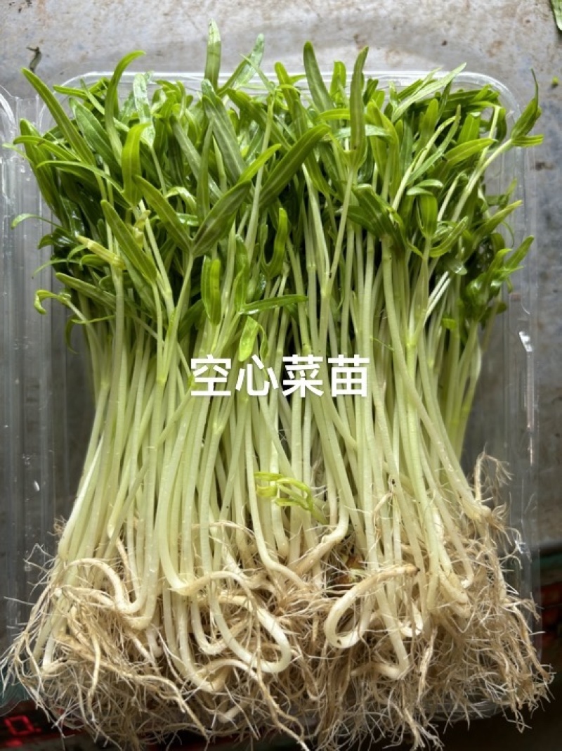 精品水培芽苗菜，精品空心菜苗芽苗菜