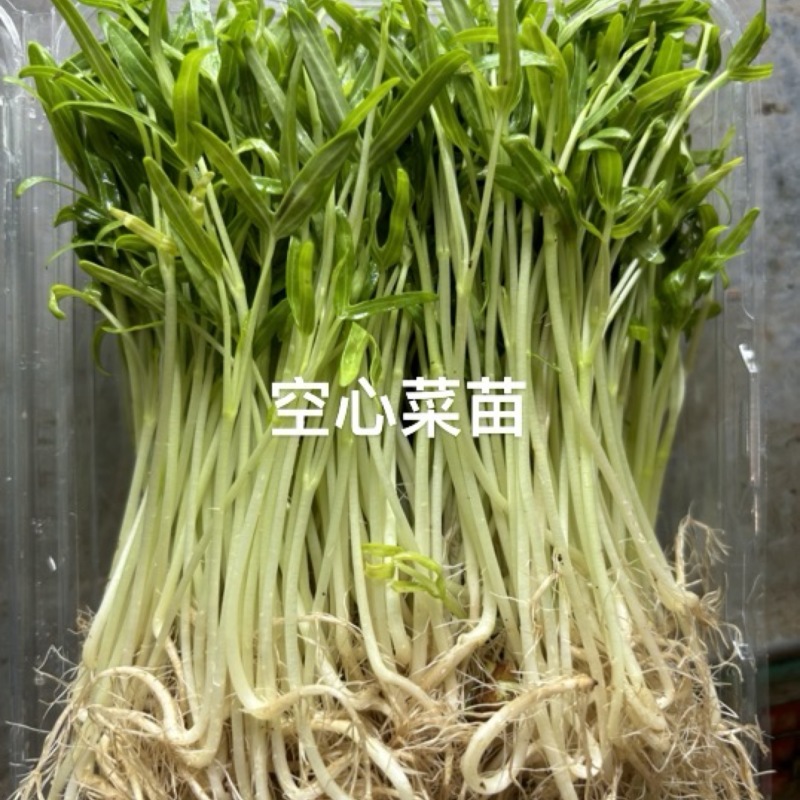 精品水培芽苗菜，精品空心菜苗芽苗菜