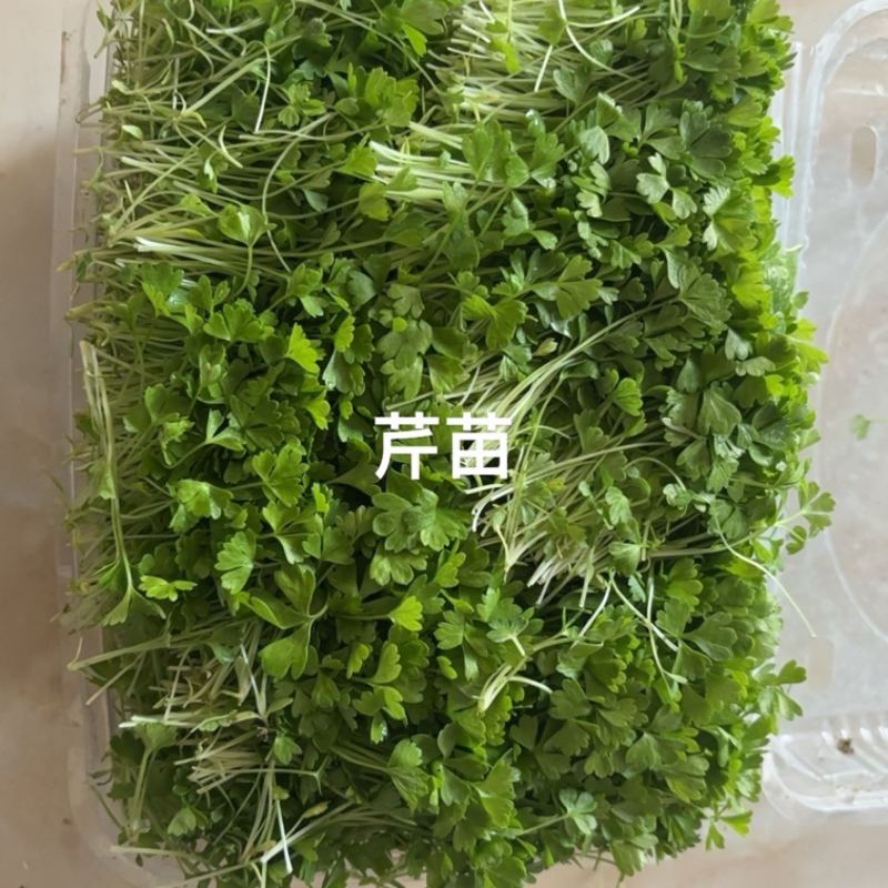 精品芹菜苗，当天现采现发，量大从优，全国顺丰发货快速到达