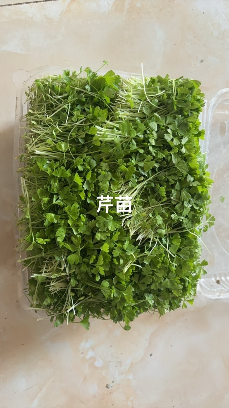 精品芹菜苗，当天现采现发，量大从优，全国顺丰发货快速到达