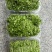 精品芹菜苗，当天现采现发，量大从优，全国顺丰发货快速到达