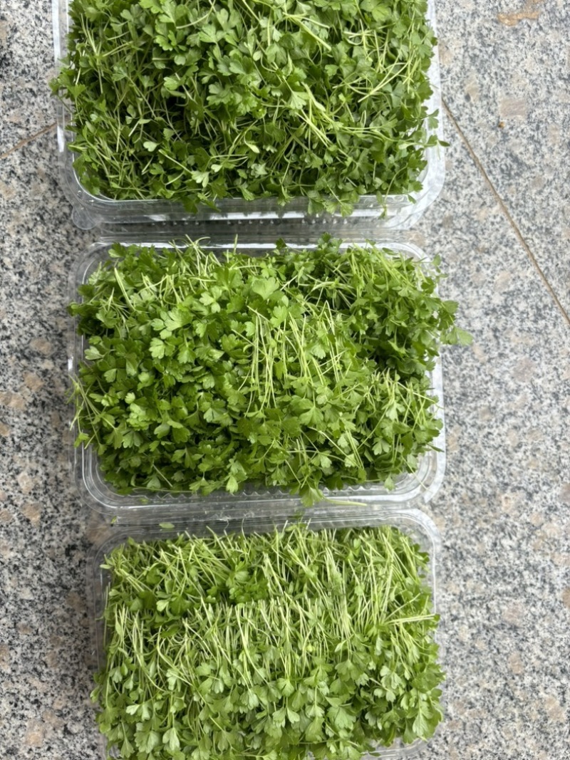 精品芹菜苗，当天现采现发，量大从优，全国顺丰发货快速到达