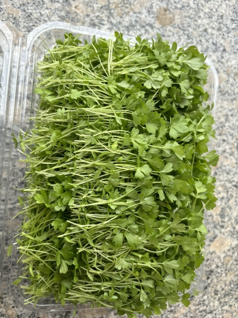 精品芹菜苗，当天现采现发，量大从优，全国顺丰发货快速到达
