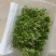 精品芹菜苗，当天现采现发，量大从优，全国顺丰发货快速到达