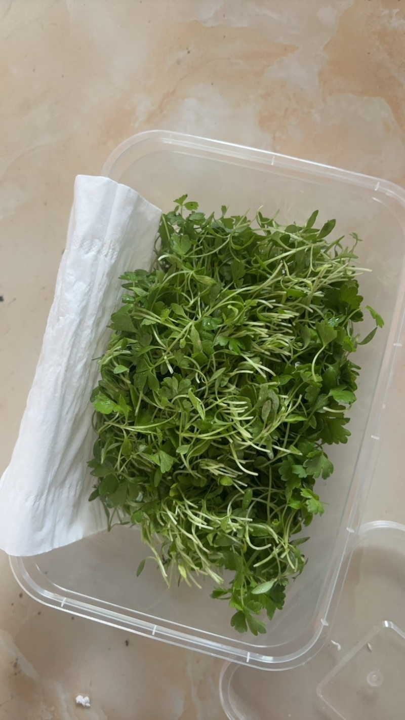 精品芹菜苗，当天现采现发，量大从优，全国顺丰发货快速到达