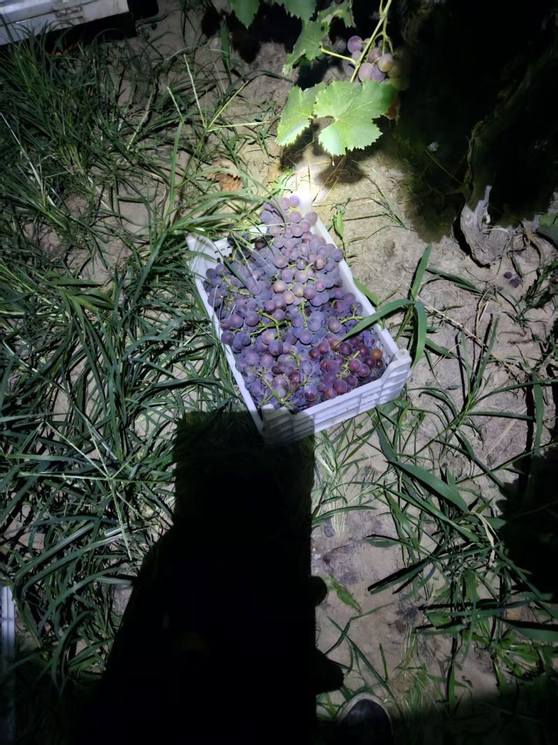 求有实力的主播带货团队来合作电商