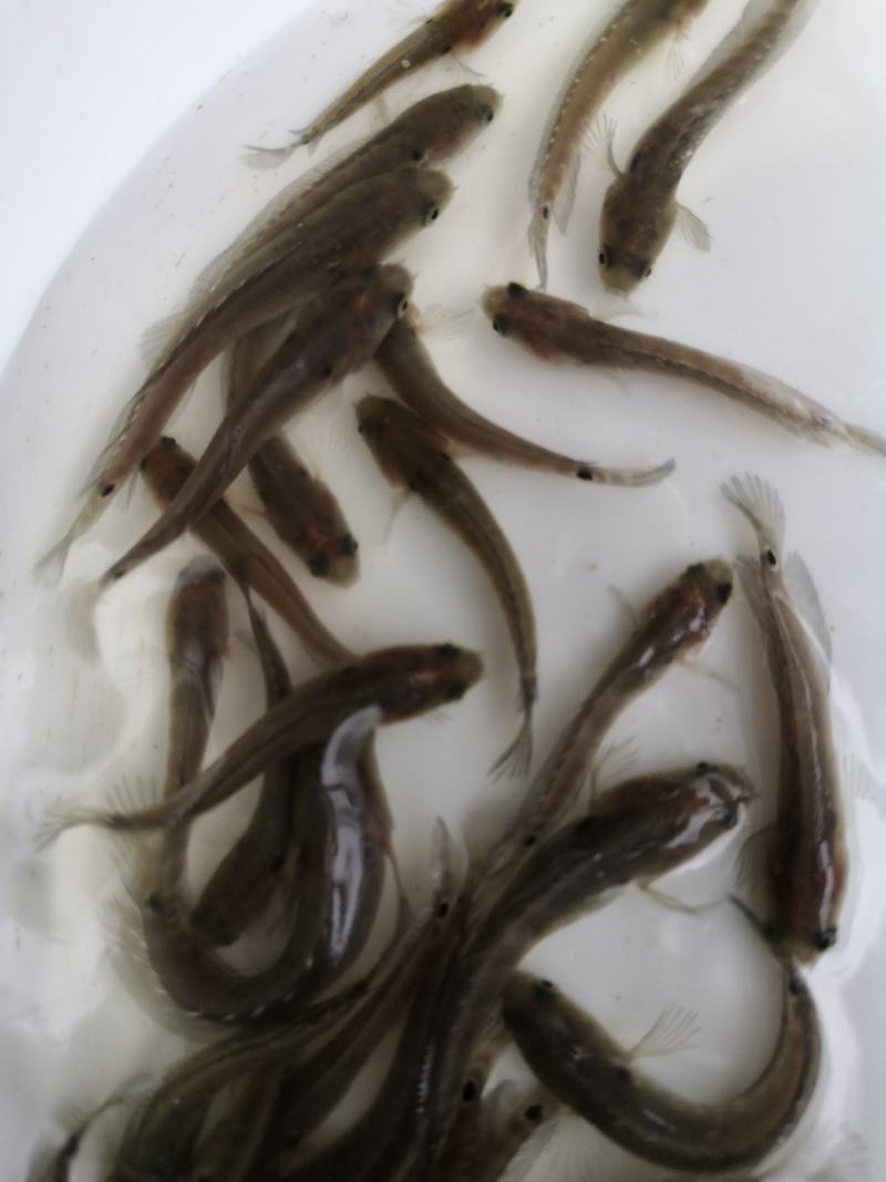 水产优质鱼苗，七星鱼苗，花星鱼苗，耐高温，耐寒冷。