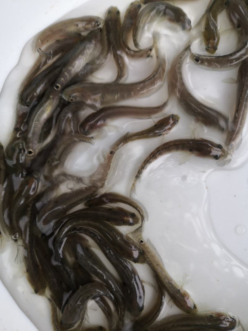 水产优质鱼苗，七星鱼苗，花星鱼苗，耐高温，耐寒冷。
