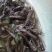水产优质鱼苗，七星鱼苗，花星鱼苗，耐高温，耐寒冷。
