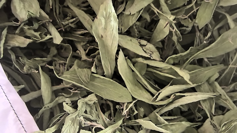 甜叶菊