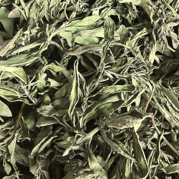 甜叶菊