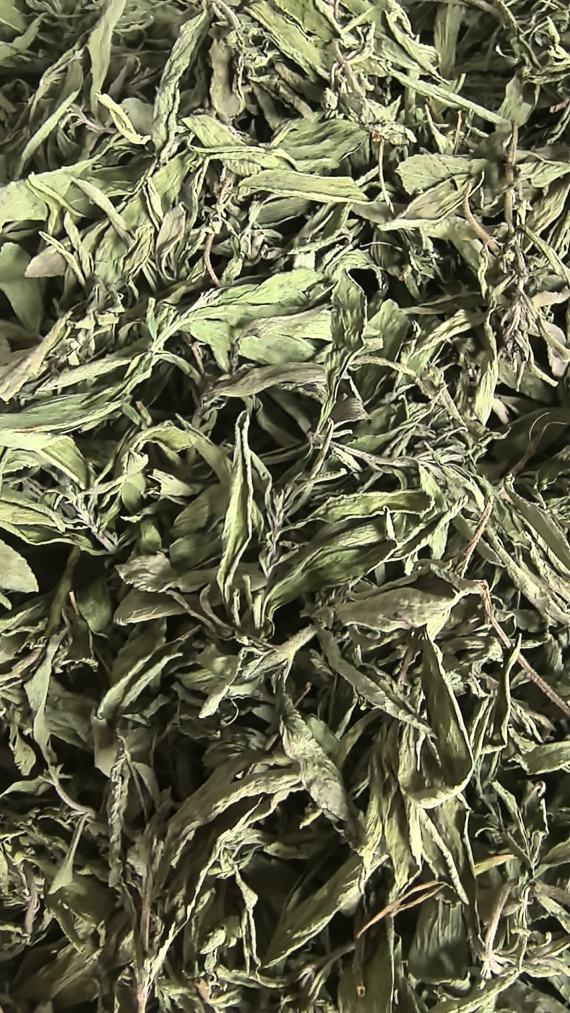 甜叶菊