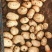 精品土豆