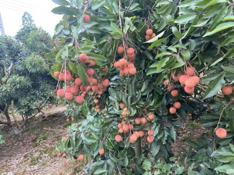灵山桂味荔枝肉脆清香