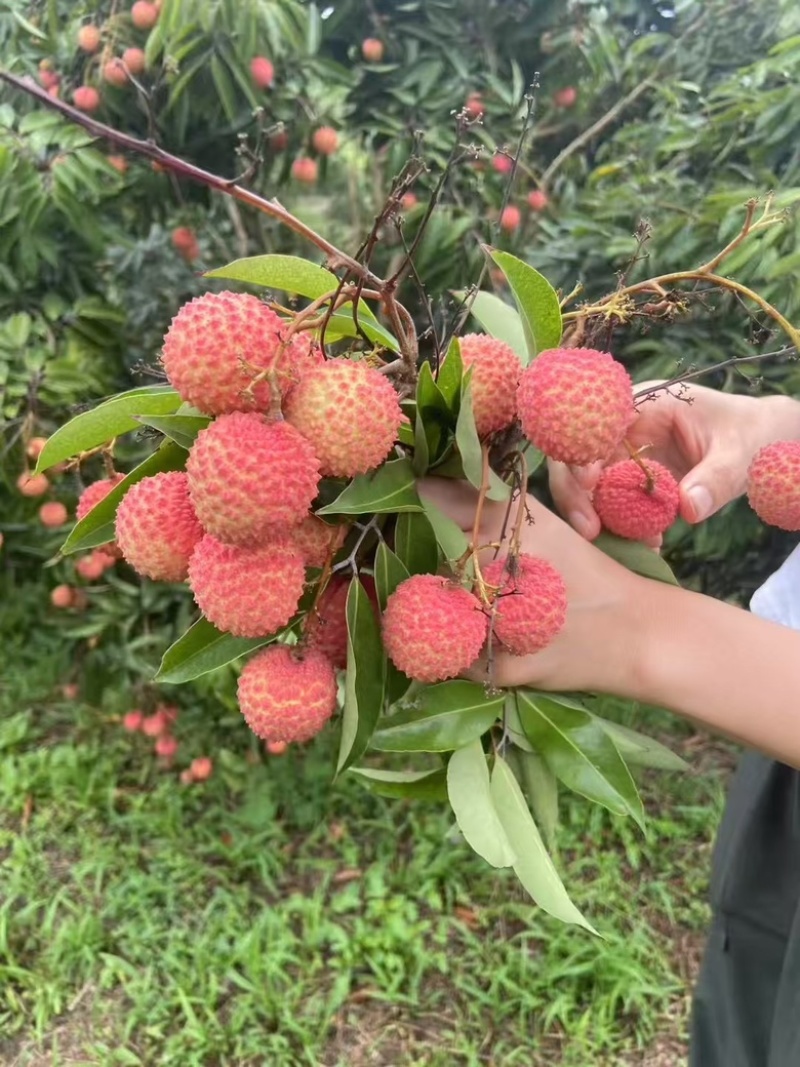 灵山桂味荔枝肉脆清香