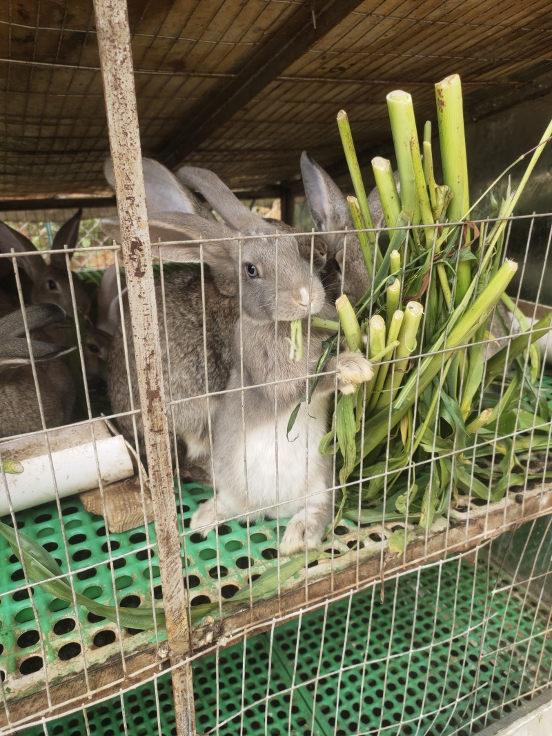 散养肉兔、种兔、小兔（比利时、新西兰、八点黑、青紫蓝等）