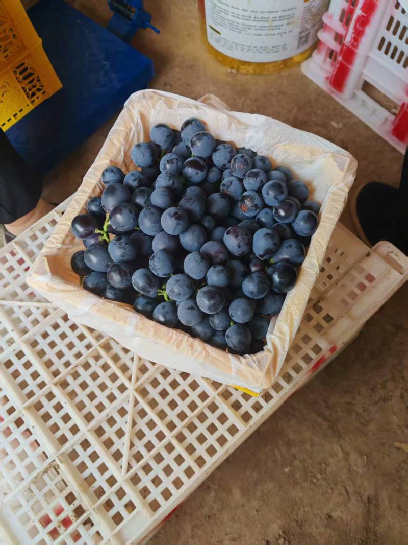 精品夏黑葡萄大量上市品质保证量大从优一手货源