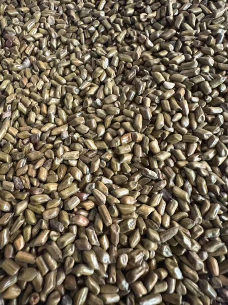 批发草决明决明子产地货源充足量大价优全国发货欢迎随时联系