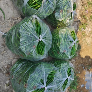 精品青线椒