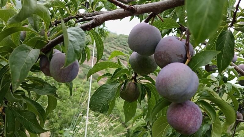 五月翠大量上市翠甜番更都好耐运输