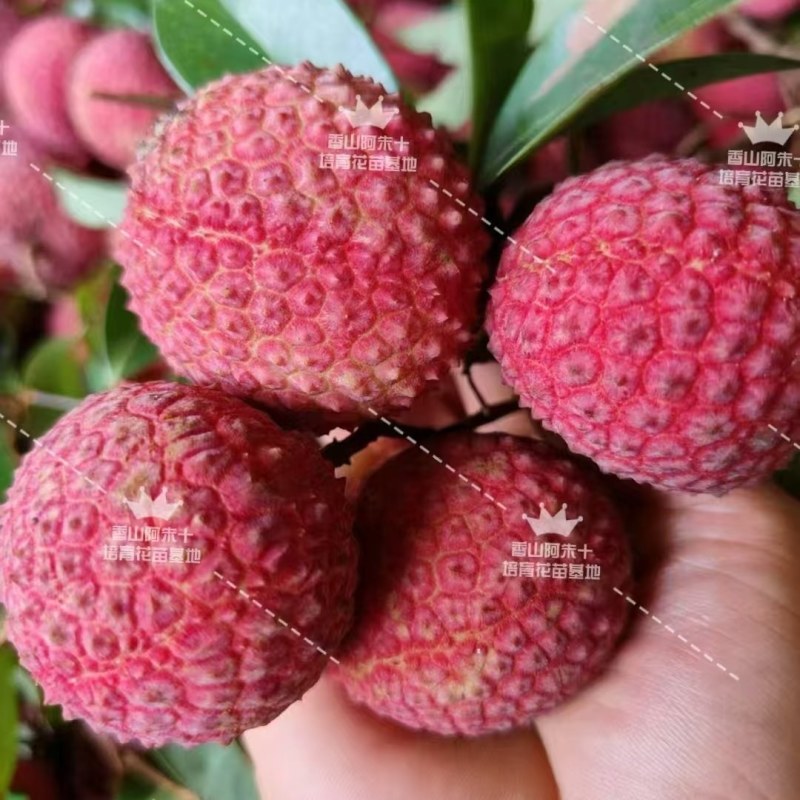 大批量香山鸡嘴荔枝