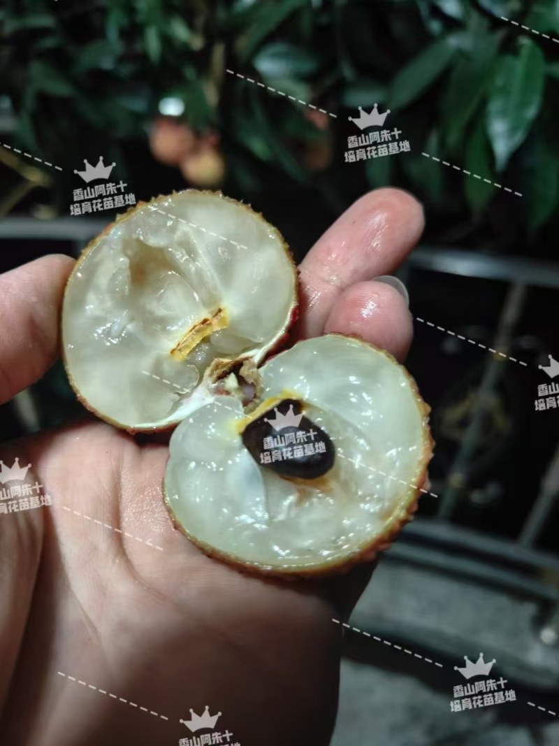 大批量香山鸡嘴荔枝