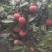 大批量香山鸡嘴荔枝