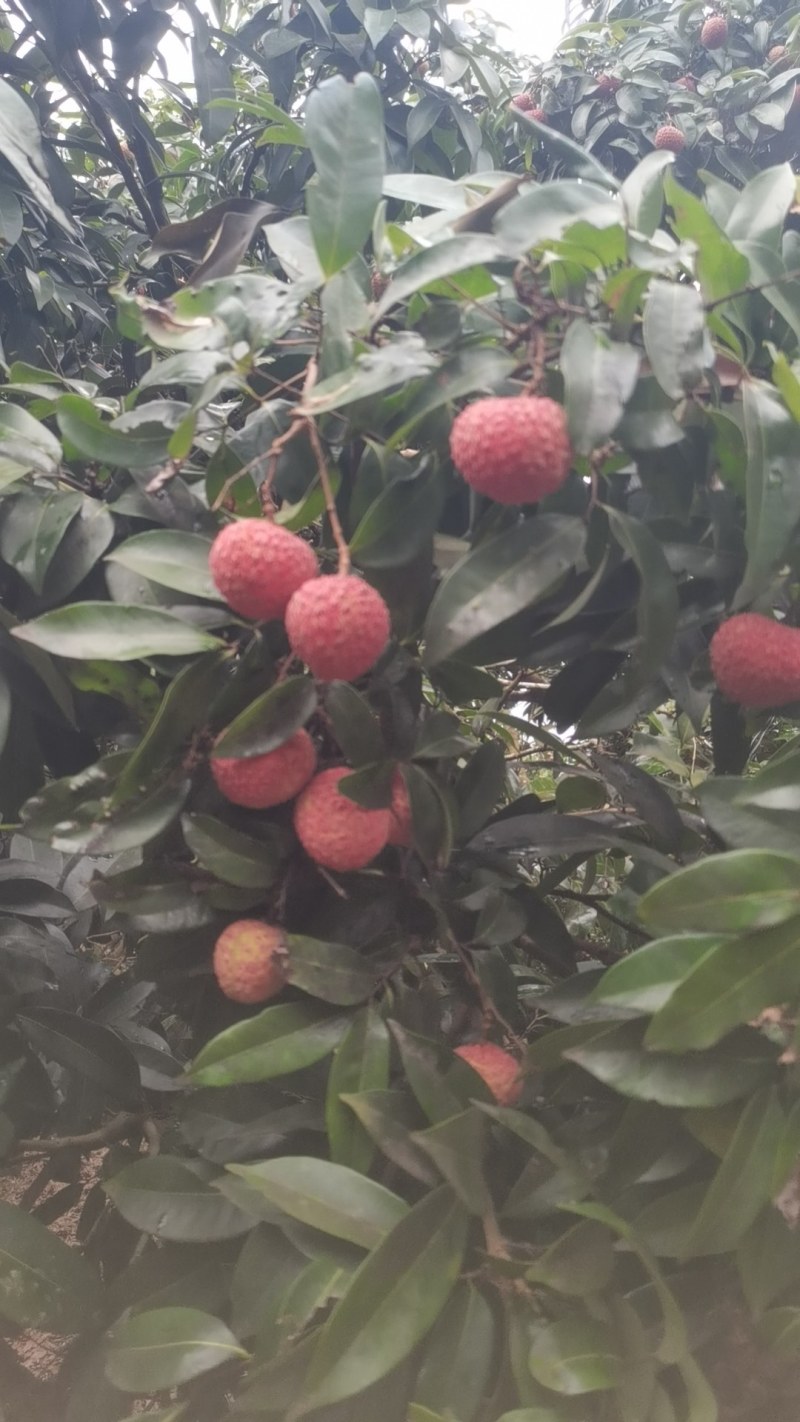 大批量香山鸡嘴荔枝
