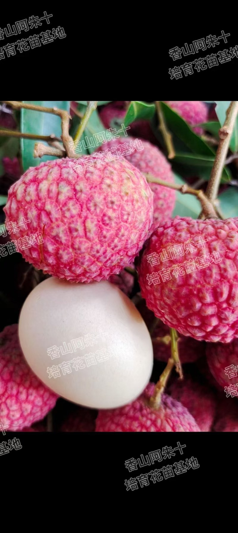 大批量香山鸡嘴荔枝