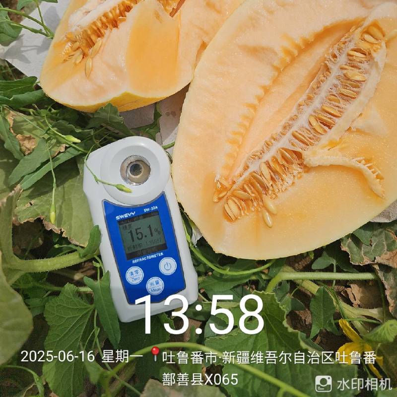 新疆哈密瓜金色年华精品一级货，天山脚下，121兵团产区一
