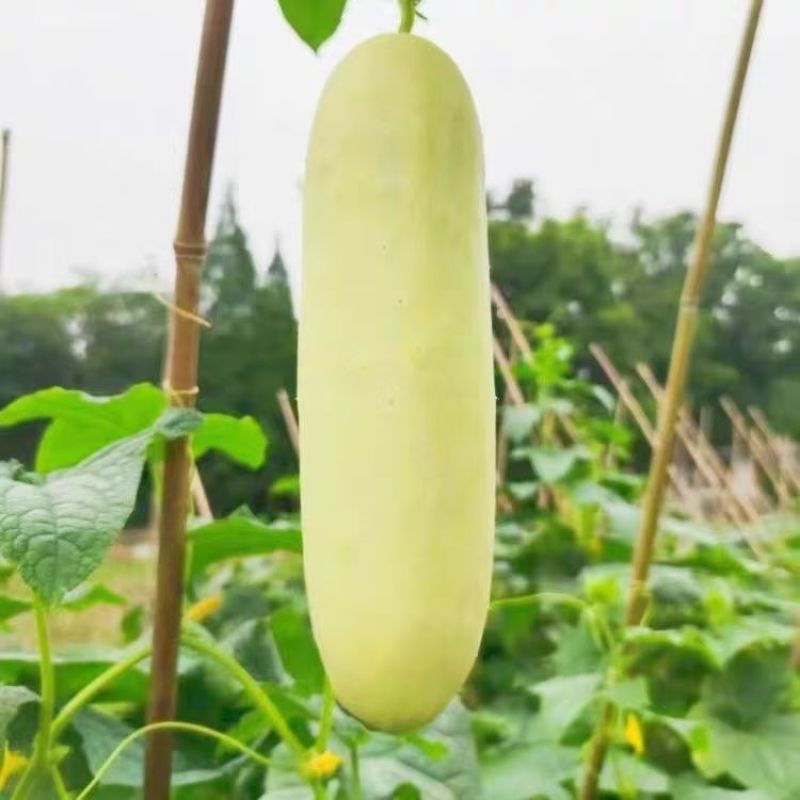 精品白黄瓜湖北苦瓜水果黄瓜大量供应可视频看货欢迎来